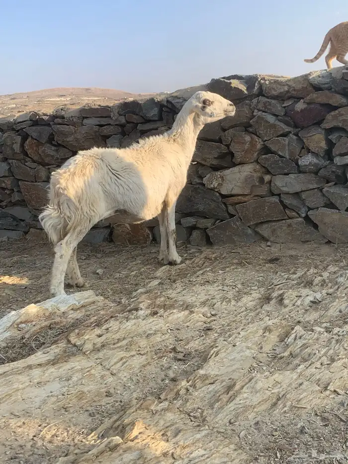 شاه حري دافع 9