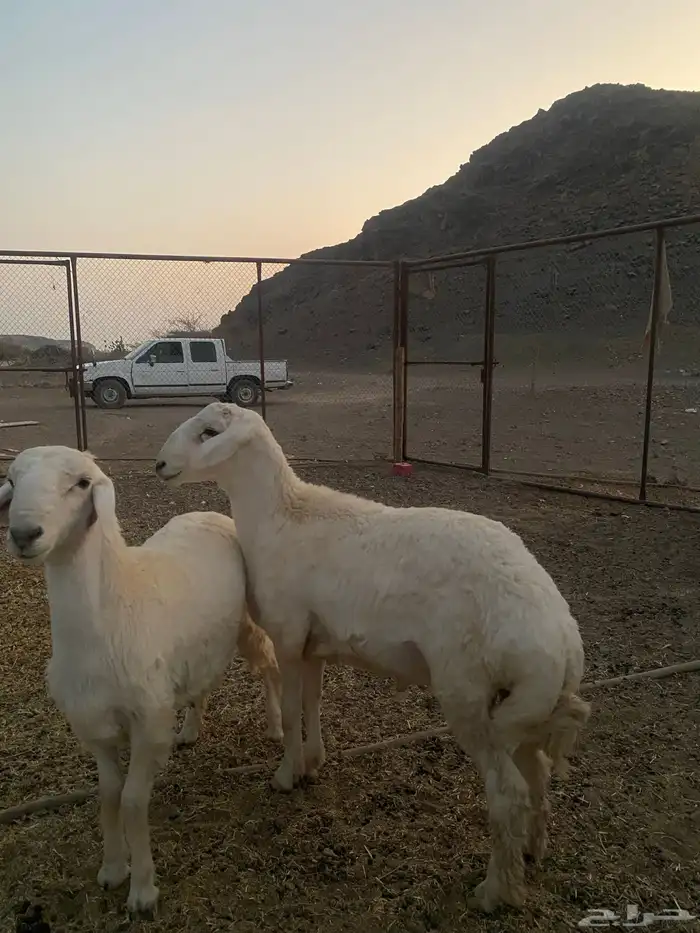 طليان للبيع ذبايح طيبه 2