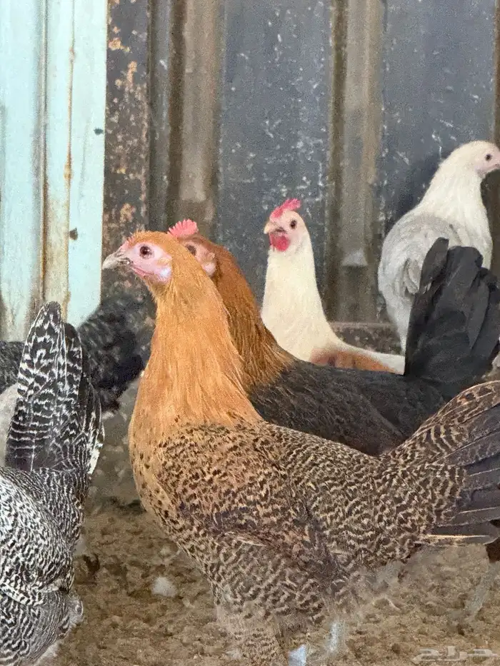 للبيع دجاج 0