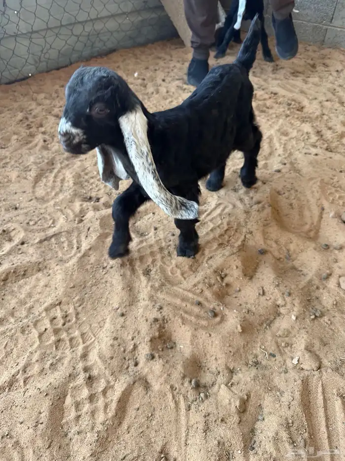 دواغير تيوس عوارض صنف 1