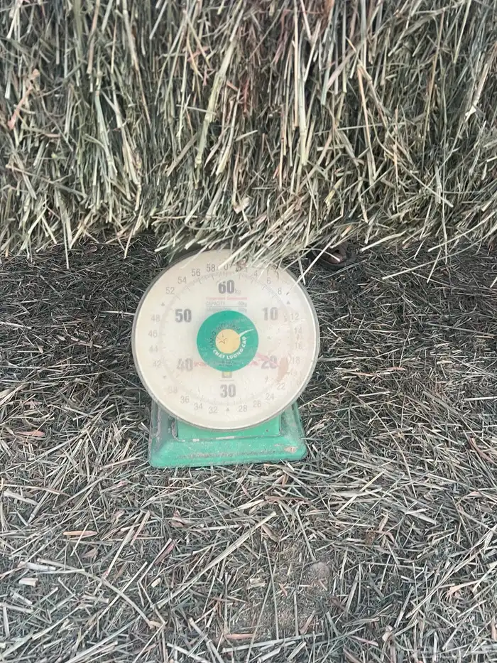 علف بلوبنك صافي 0