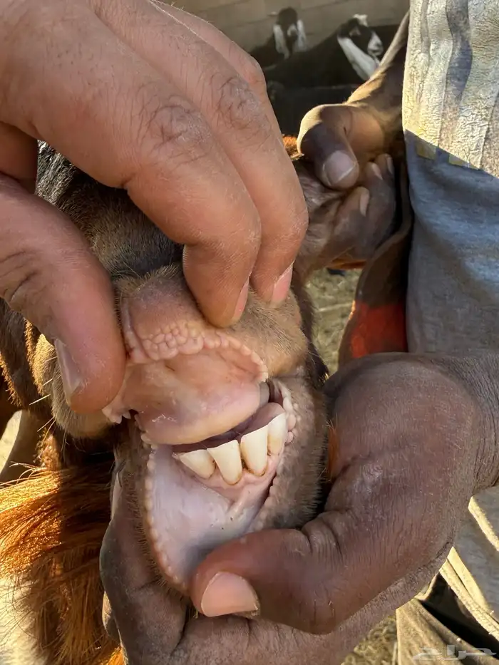 فحول هجين بورقت مستوى طيب 2