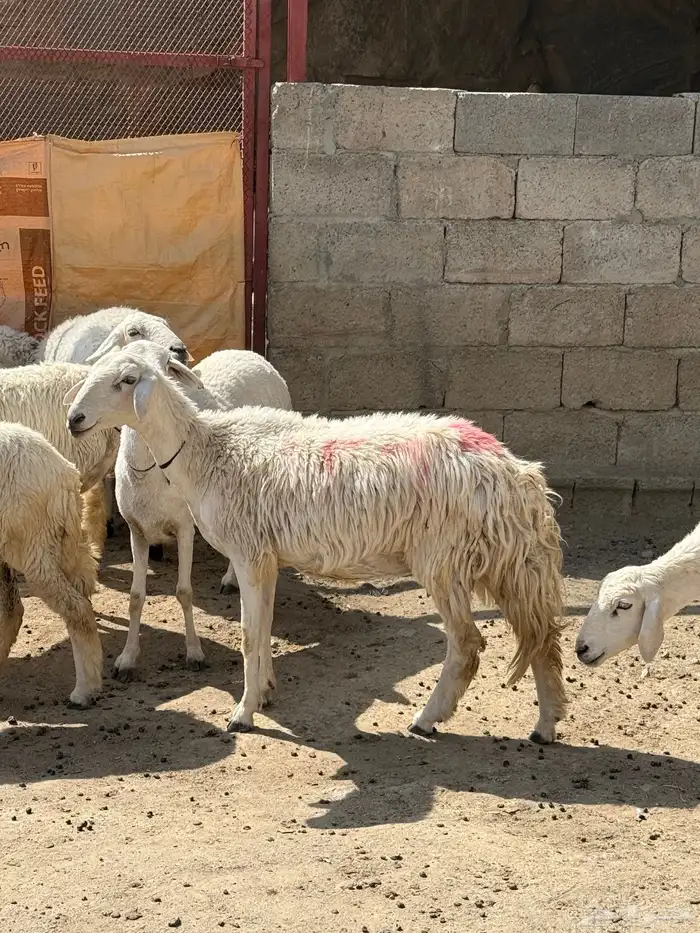 للبيع غنم حريات مراح واحد 24