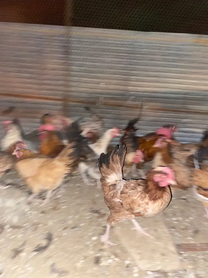 دجاج بلدي فري الوان حمر فواتح بياض شرط 10
