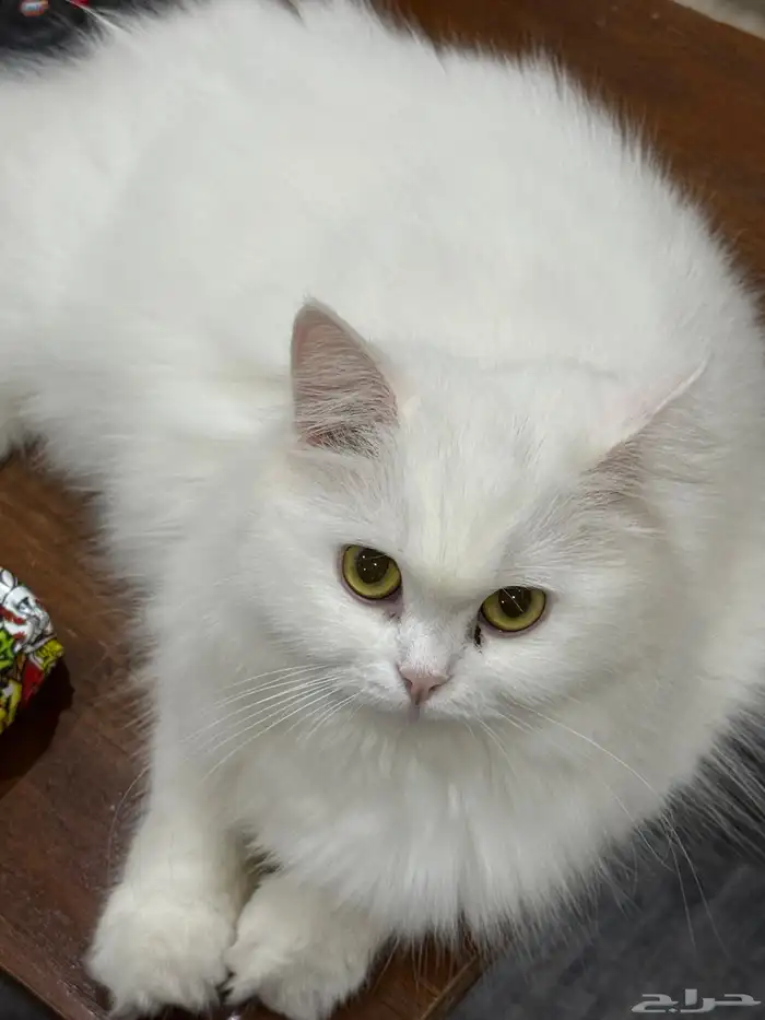 قطة العمر سنة 0