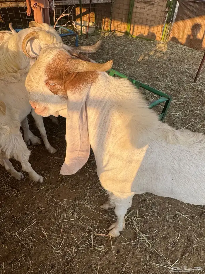 تيس مشروك صنف 2