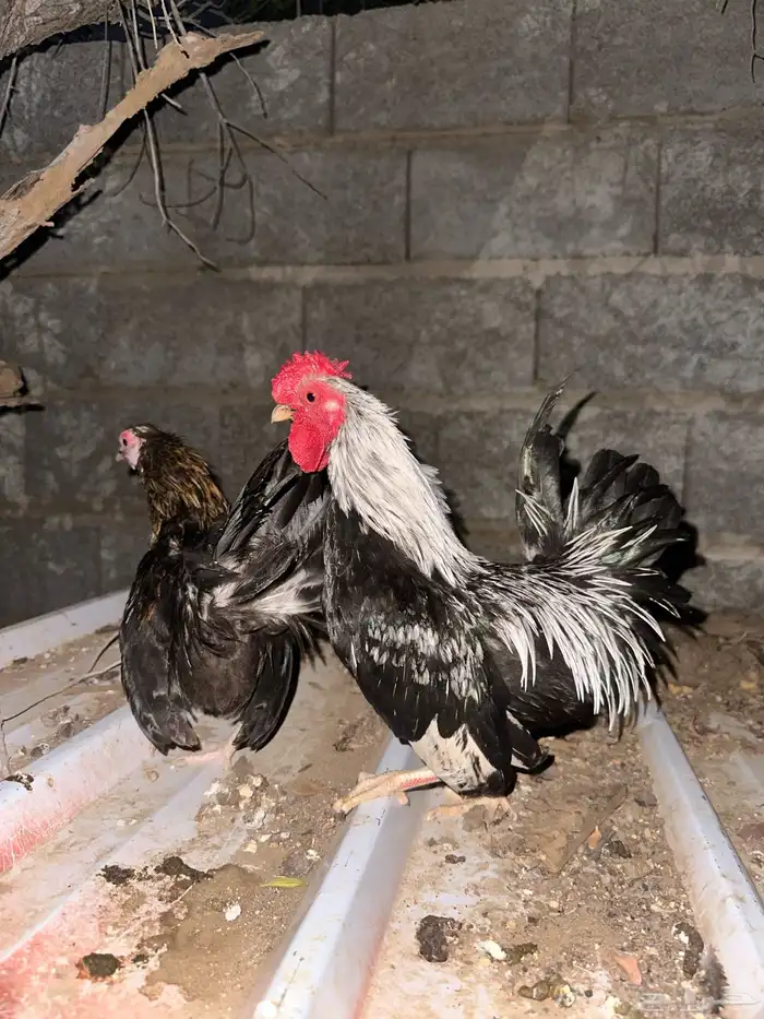 قلاب كورة ودجاج للبيع 16