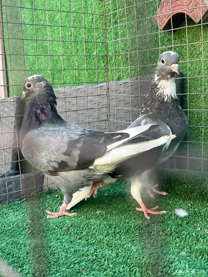 حمام قطايف طبات 16