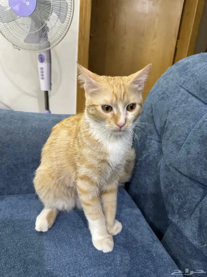 قط ذكر اليف للتبني مجانا 0