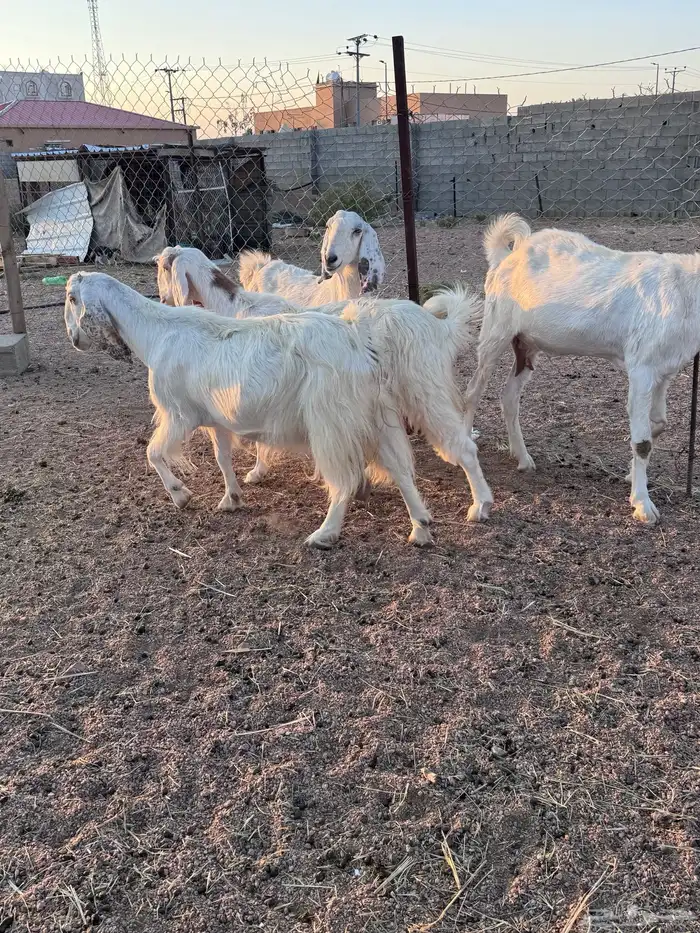 معزا مصريات جم دفيع وحليب 0