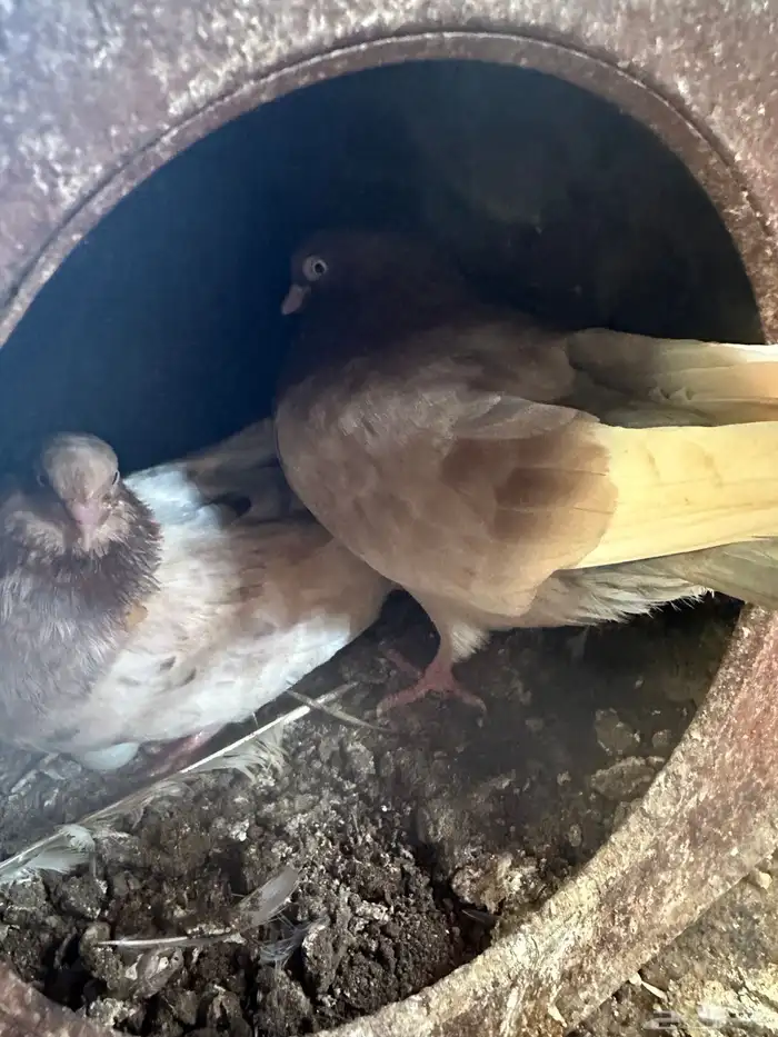 قلاب كورة ودجاج للبيع 9