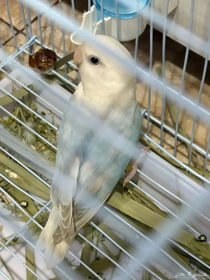 روز ذكر للبيع محلل 3