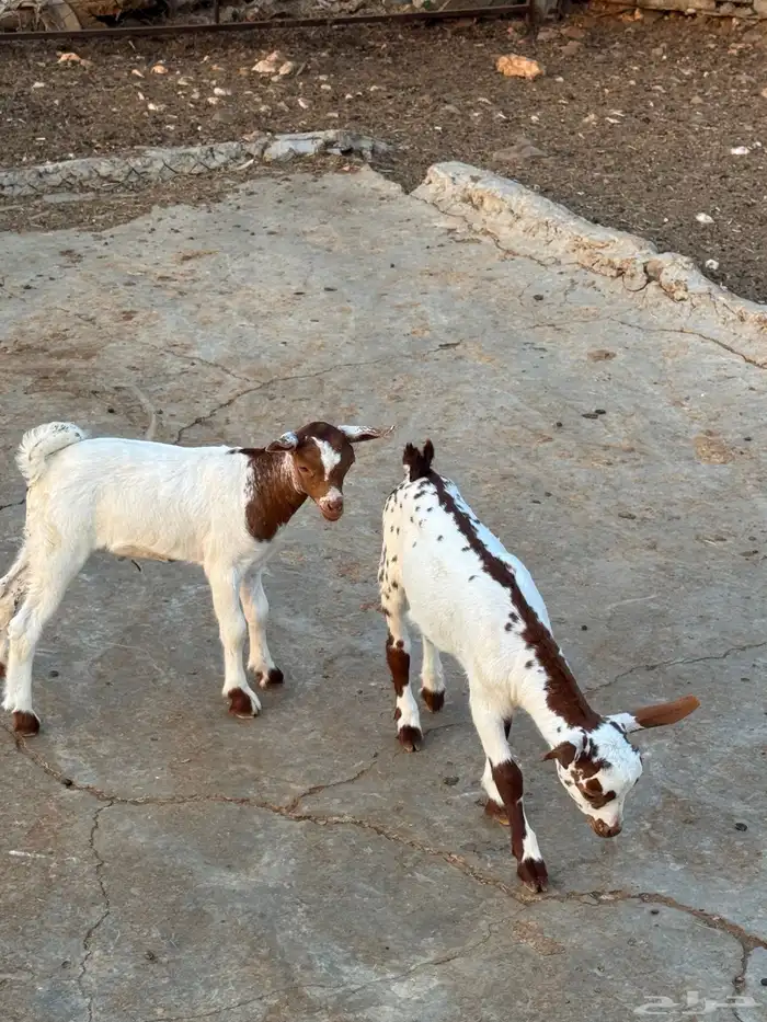 تيوس للبيع 5