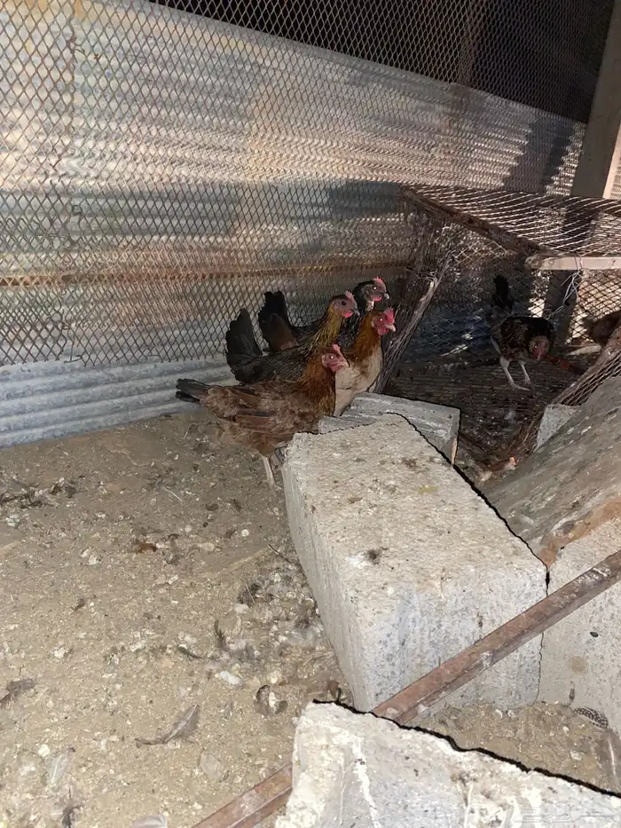 دجاج بلدي فري الوان حمر فواتح بياض شرط 19