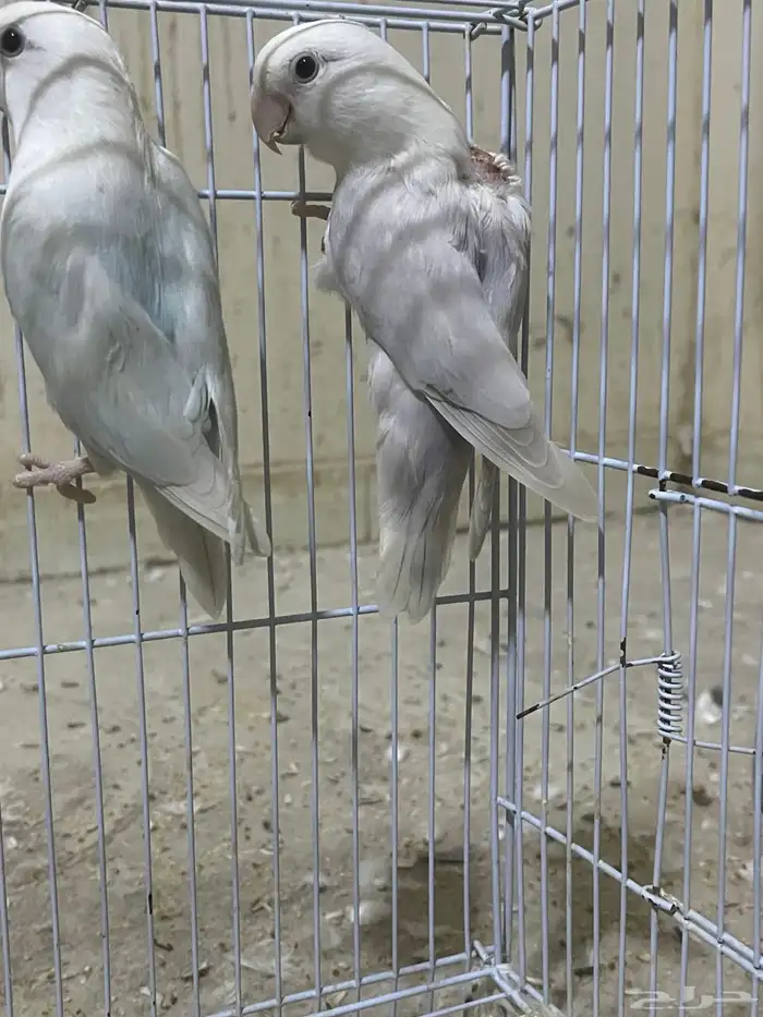 ذكر روز بلد منتج شرط 4