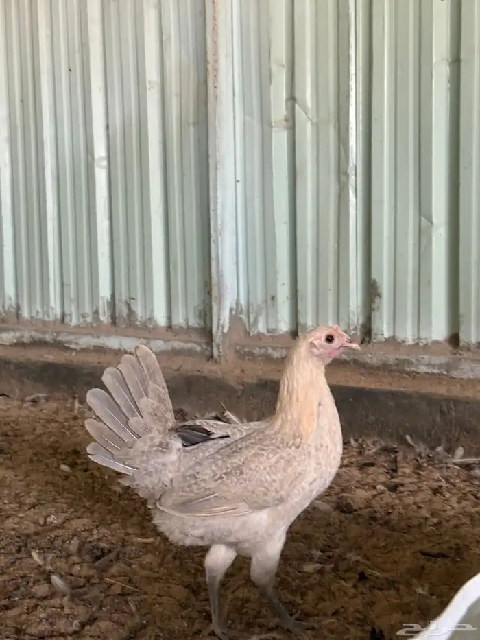 للبيع دجاج 3