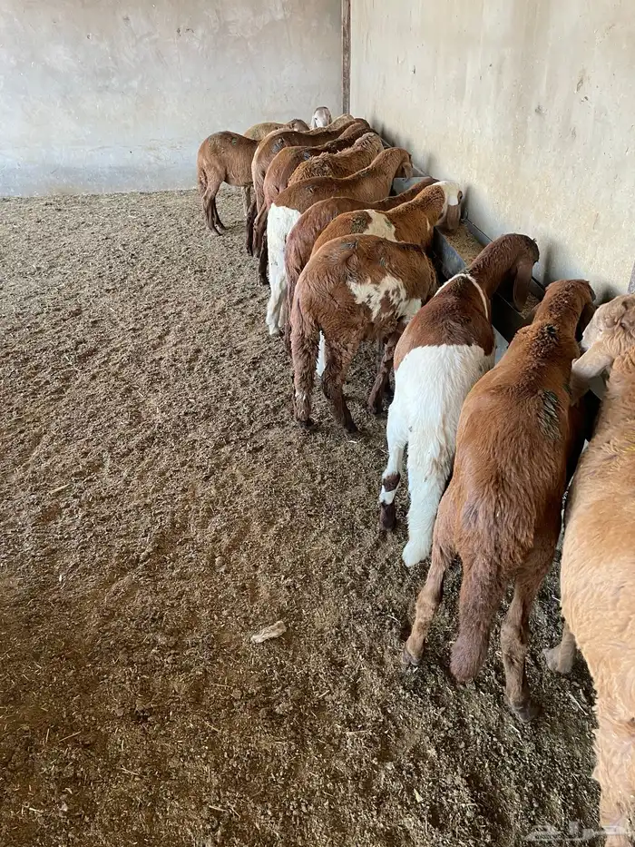 غنم سواكن مخاصي 7