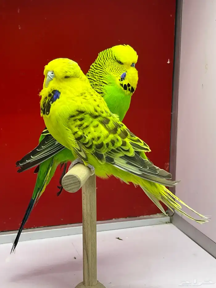 بادجي انجليزي 1