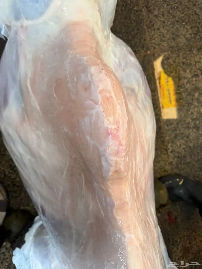 حاشي بلدي شرط مسحوب من أمه والحم تحدي 1