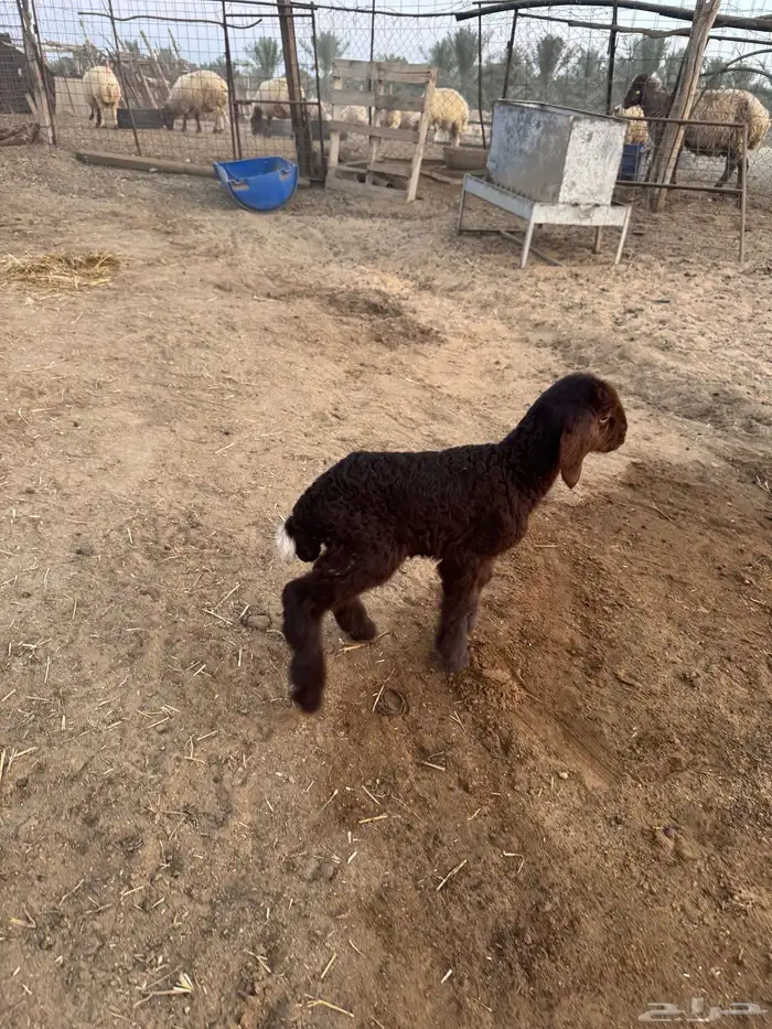 داغور نعيم خروف 0