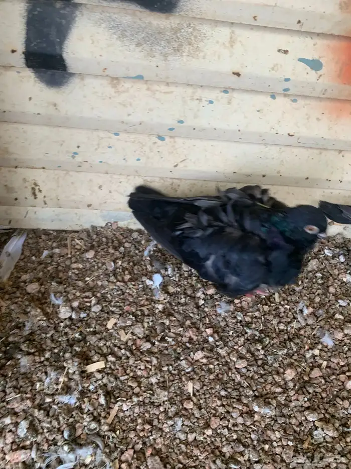 فردة حمام كشكش 2