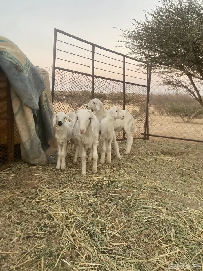 ضان وليد ودفيع 0