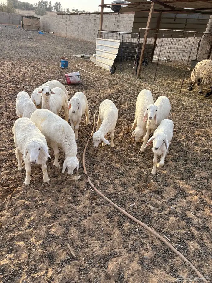 بهم حري تم البيع 1