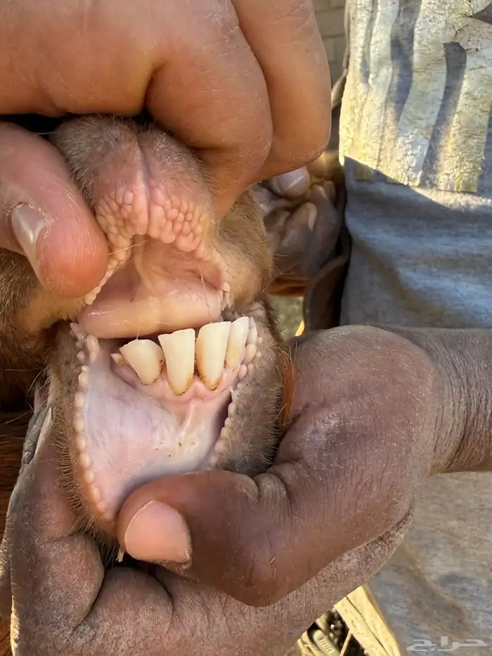 فحول هجين بورقت مستوى طيب 3