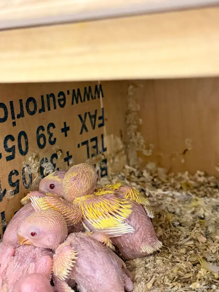 ثلاث فروخ روز النوع لاتينو رد فيس الون اصفر 0