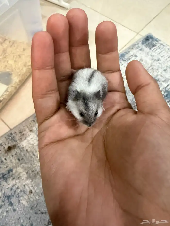 هامستر ب 15 ريال فقط 0