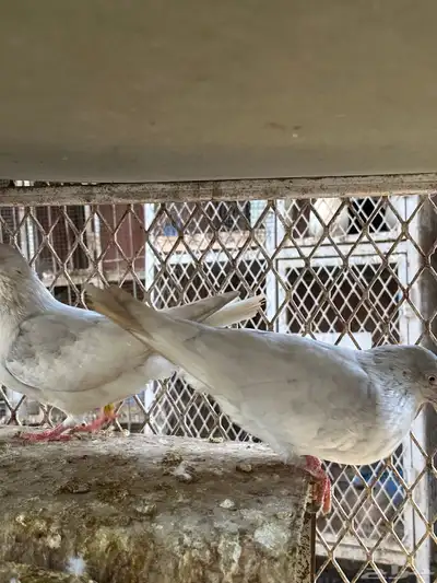 قلاب كورة ودجاج للبيع index