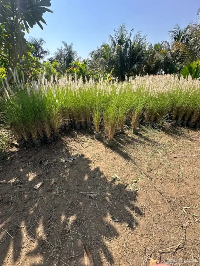 مشتل زراعي لبيع الاشجار بالجملة 5