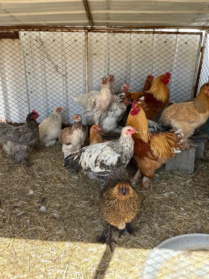 للبيع دجاج برهمااصحه شرط 2