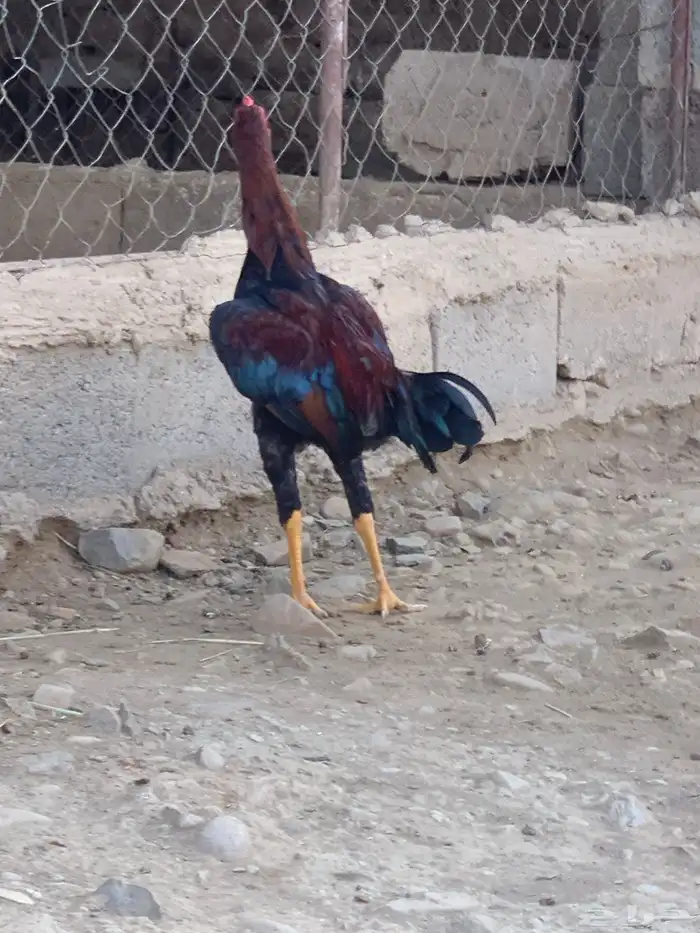 ديك باكستاني 4