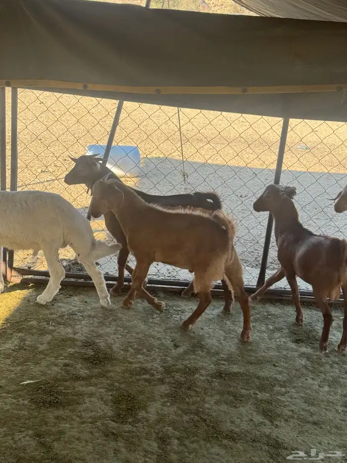 تيوس سمان ونضاف 4