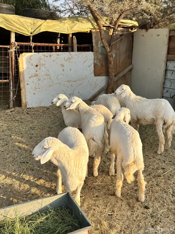 بهم تربيه نظيف 2