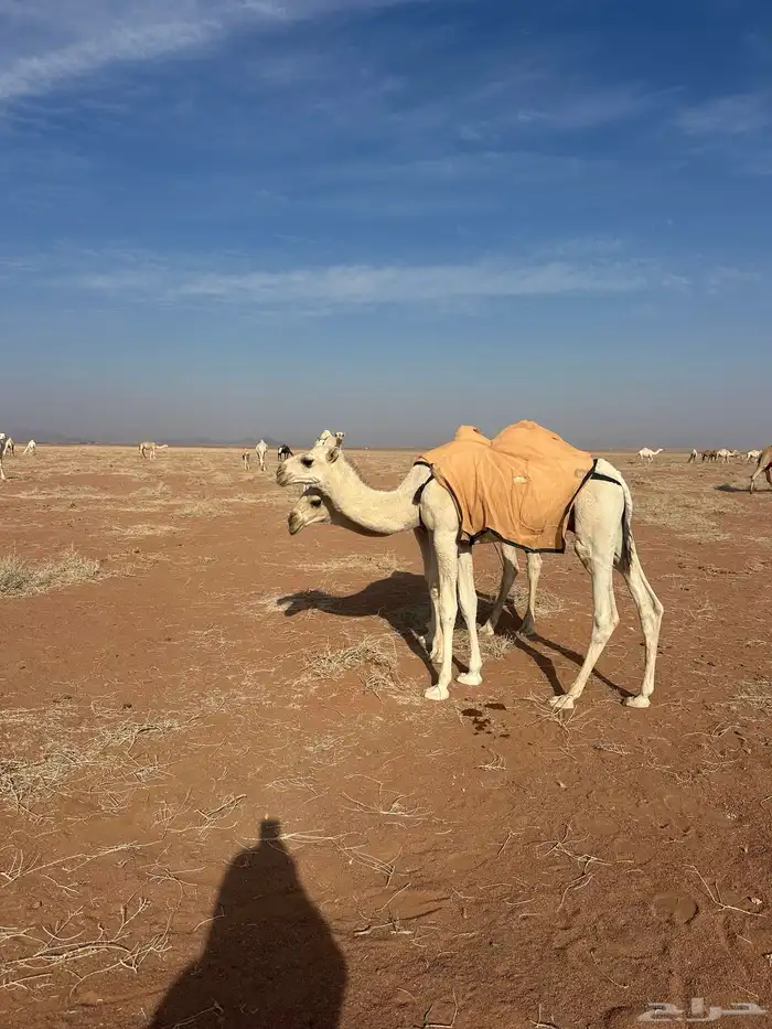 حاشى. له 7 شهور يرضع حليب. وياكل شعير وبرسيم 0