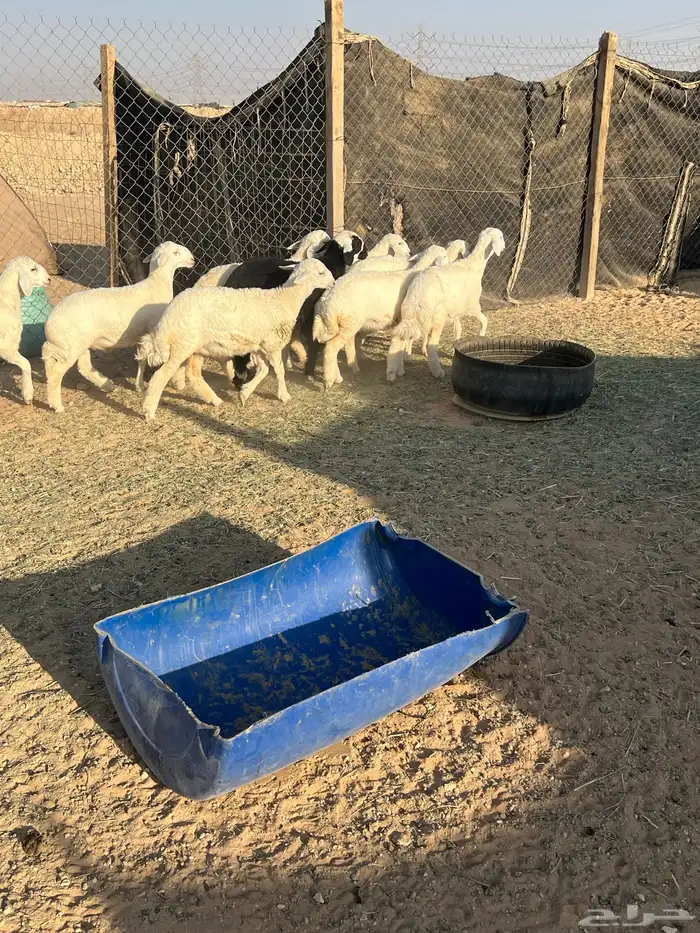 طليان فاخره ذبايح ورخال مقنوي وذبح 11