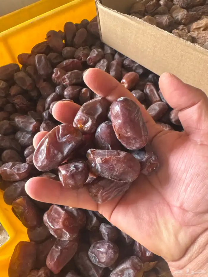 تمر خضري للبيع 1