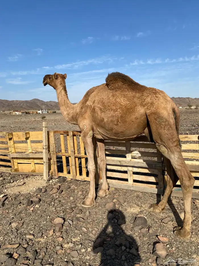 حمراء دهماء ضريبه مجموع بالحليب مبيوع ولدها الحد 4800 2