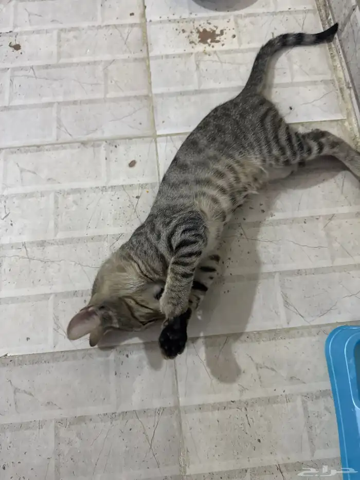 قطط للتبني 7