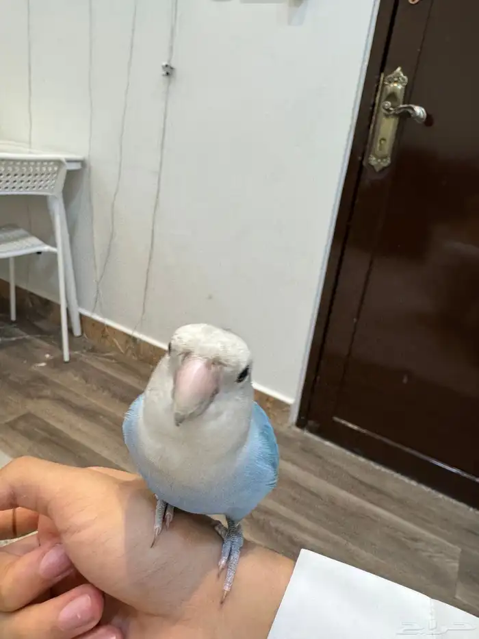 طير روز عمره 7 شهور يحب يلعب أليف لما تناديه اسمه كوكي 0