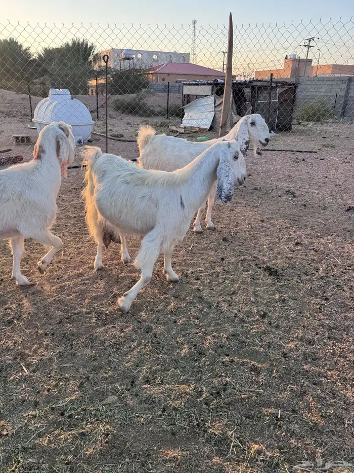 معزا مصريات جم دفيع وحليب 18