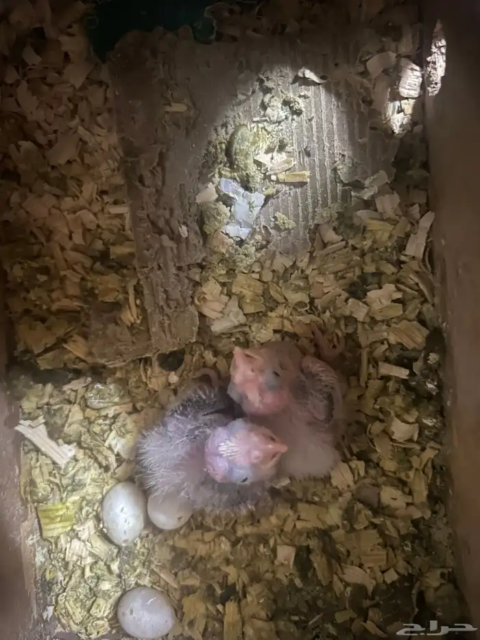 سلام عليكم فرخين كروان هولندي 2