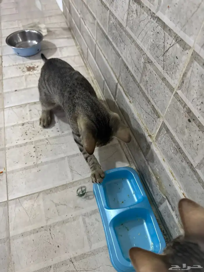 قطط للتبني 6