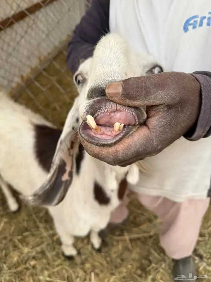 معزا مشاريك حيل 4