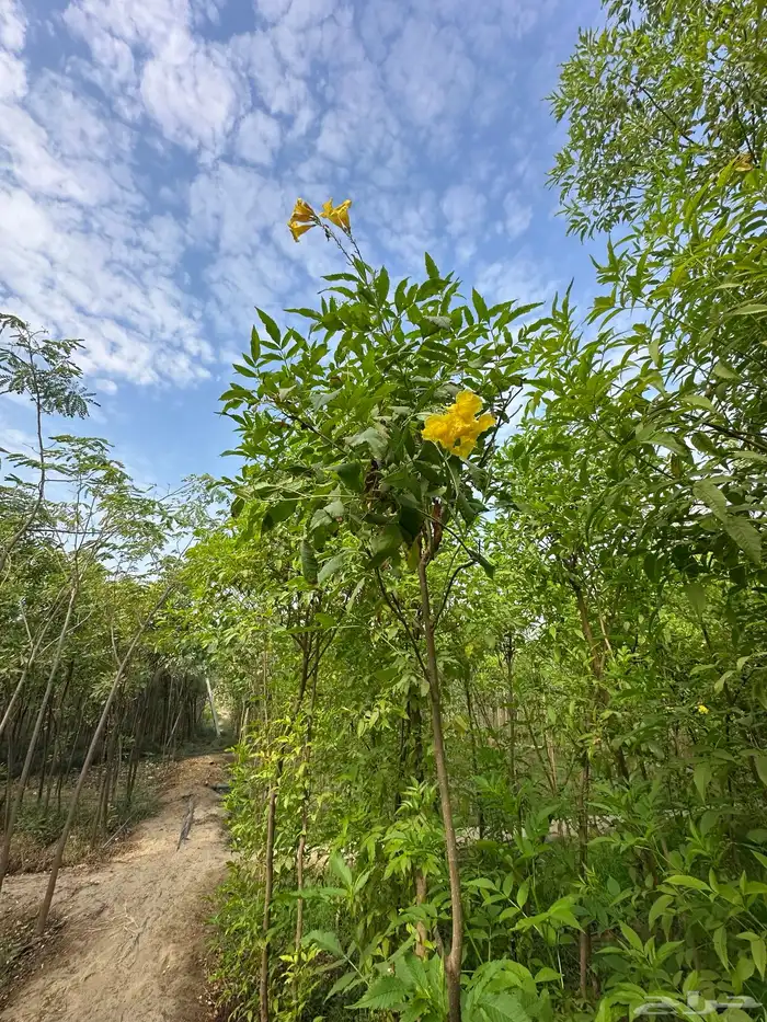 مشتل زراعي لبيع الاشجار بالجملة 9