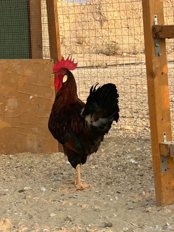 دجاج فرنسي 0