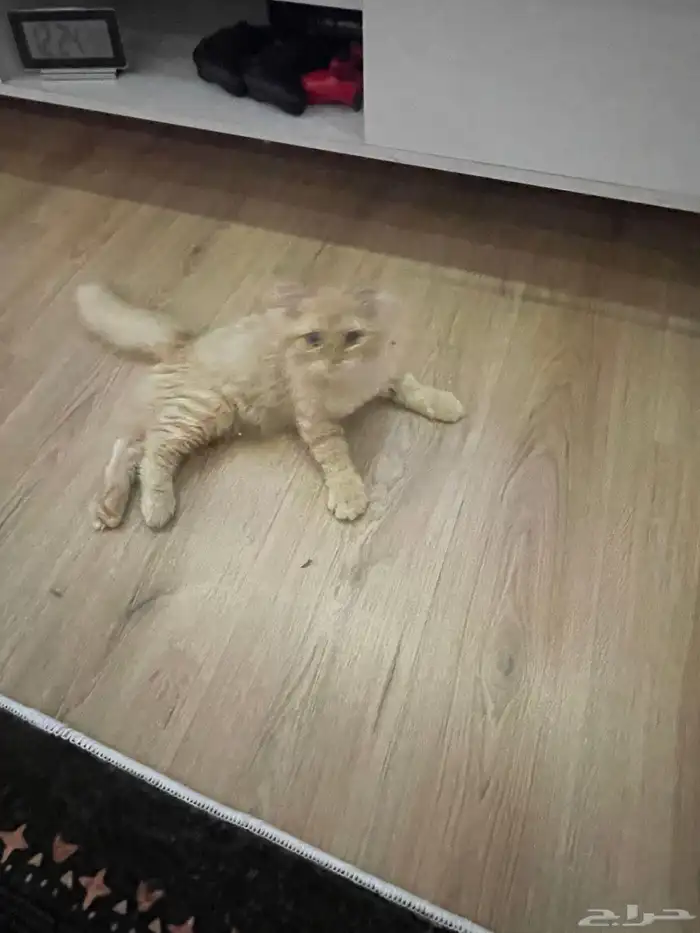 قط شيرازي اورنج كات بكامل اغراضه 3