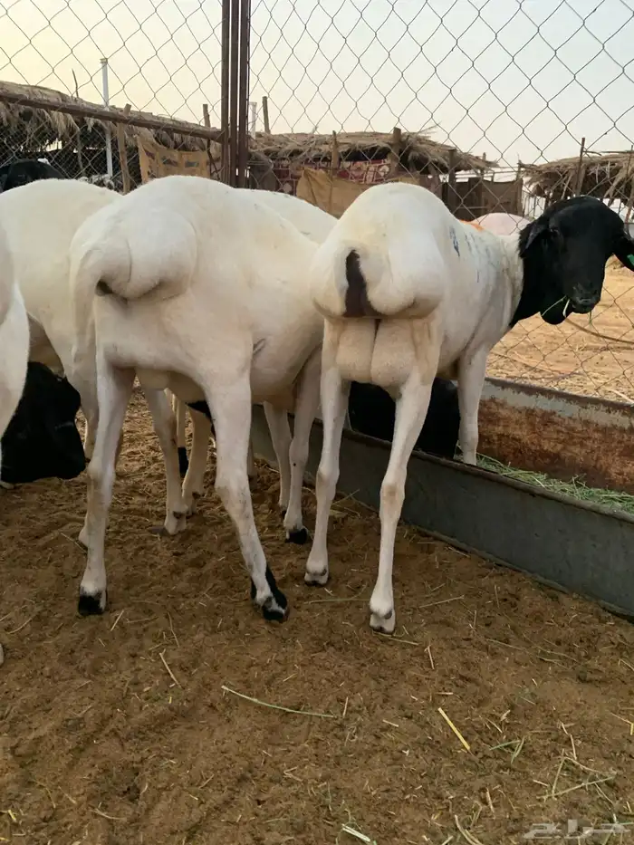 برابر مرابي شهرين مقفله 3